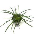 Agapanthus Twister