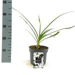 Agapanthus Twister