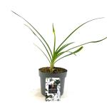 Agapanthus Twister