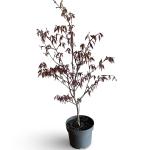 Acer pal. 'Atropurpureum'