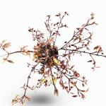 Acer pal. 'Atropurpureum'