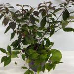 Callicarpa bod. 'Profusion'