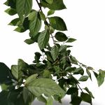 Callicarpa bod. 'Profusion'
