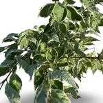 Cornus alba Miracle