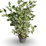 Cornus alba Miracle