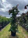 Corylus 'Red Majestic'
