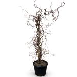 Corylus 'Red Majestic'