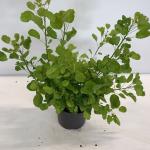 Cotinus cog. Golden Spirit