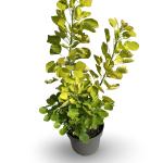 Cotinus cog. Golden Spirit