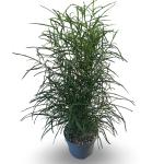 Frangula alnus Fine Line