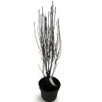 Frangula alnus Fine Line