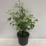 Ginkgo biloba