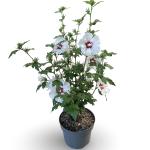 Hibiscus syr. 'Red Heart'