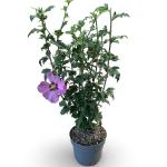 Hibiscus syr. 'Woodbridge', rose