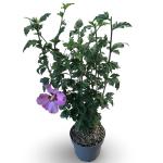 Hibiscus syr. 'Woodbridge', rose