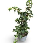 Hydrangea petiolaris, met stok