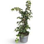 Hydrangea petiolaris, met stok