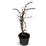 Hydrangea petiolaris, met stok