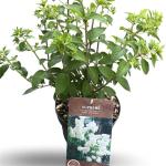 Hydrangea pan. Bobo