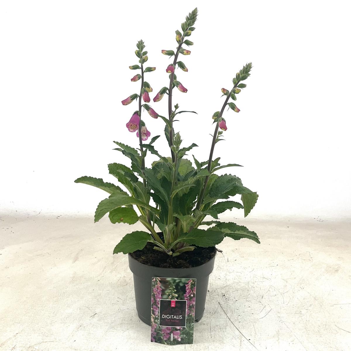 Digitalis 'Panther'