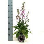 Digitalis 'Panther'