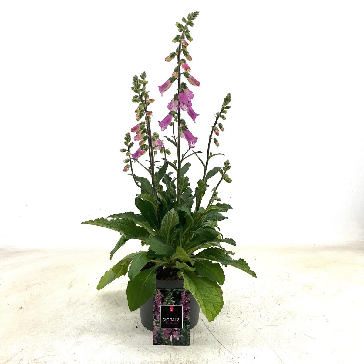 Digitalis 'Panther'