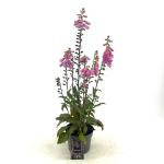 Digitalis 'Panther'