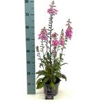 Digitalis 'Panther'