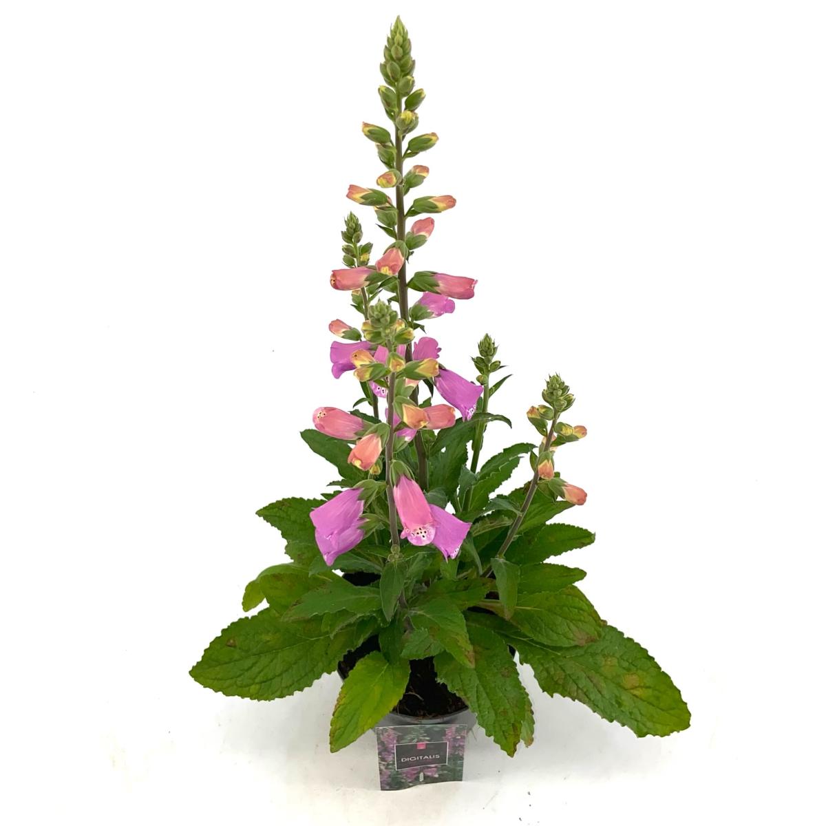 Digitalis 'Panther'