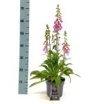 Digitalis 'Panther'