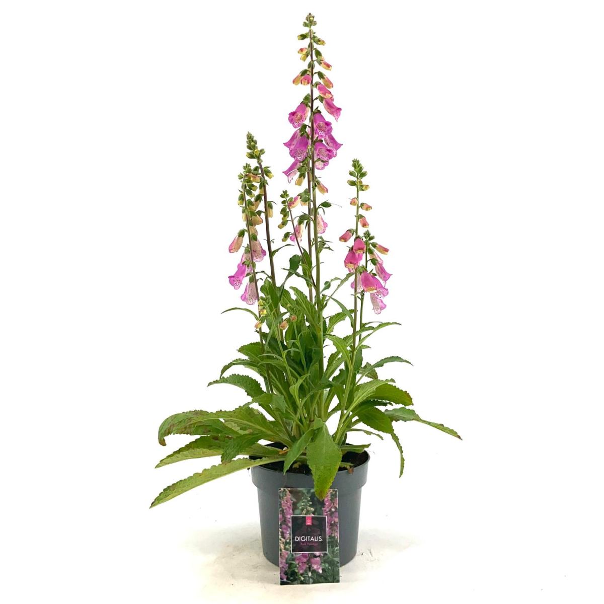Digitalis 'Panther'