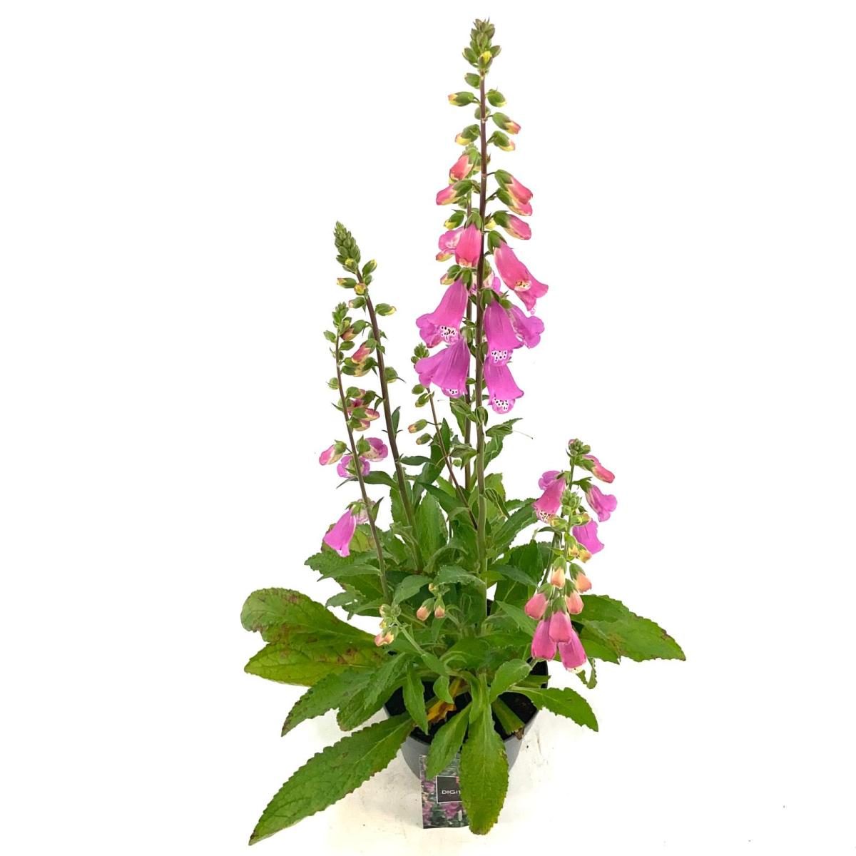 Digitalis 'Panther'
