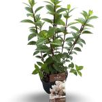 Hydrangea pan. Sundae Fraise