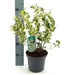 Diervilla sessilifolia