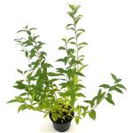 Forsythia int. 'Minigold'