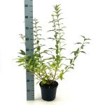 Forsythia int. 'Minigold'