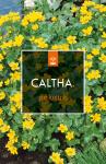 Caltha palustris