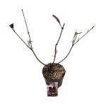 Viburnum bodn. 'Charles Lamont'