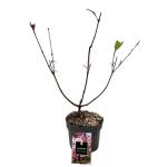 Viburnum bodn. 'Charles Lamont'