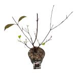 Viburnum bodn. 'Dawn'
