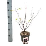 Viburnum bodn. 'Dawn'