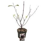 Viburnum bodn. 'Dawn'