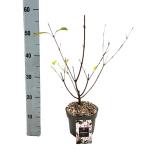 Viburnum bodn. 'Dawn'