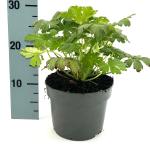 Geranium macr. 'Album'