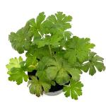 Geranium macr. 'Album'