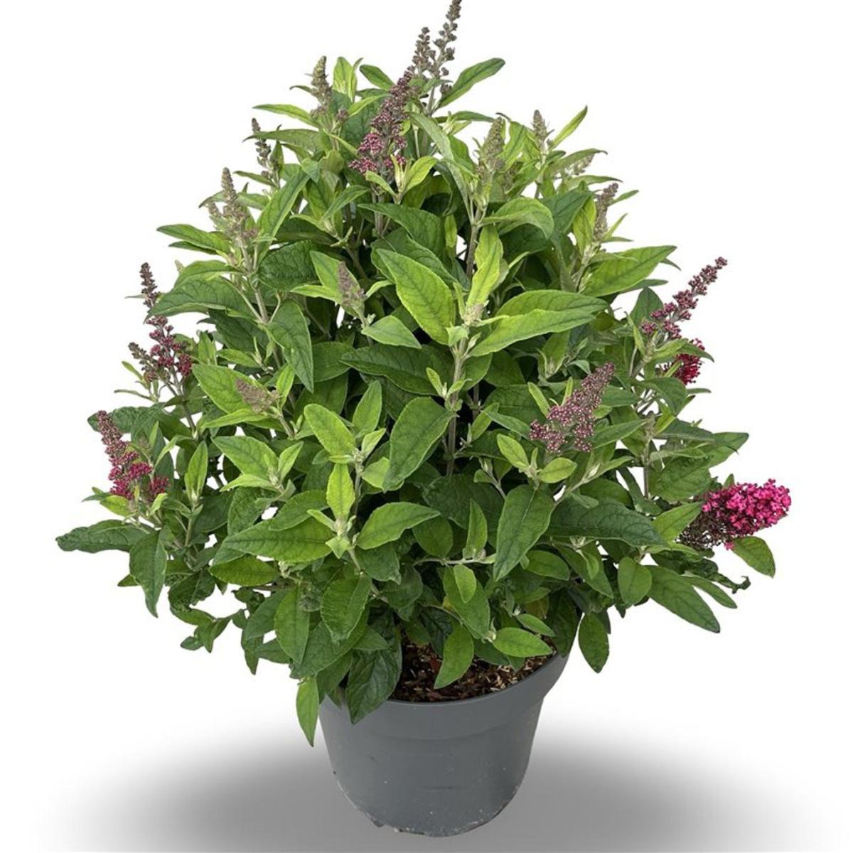 Buddleja d. B. Candy Little Ruby