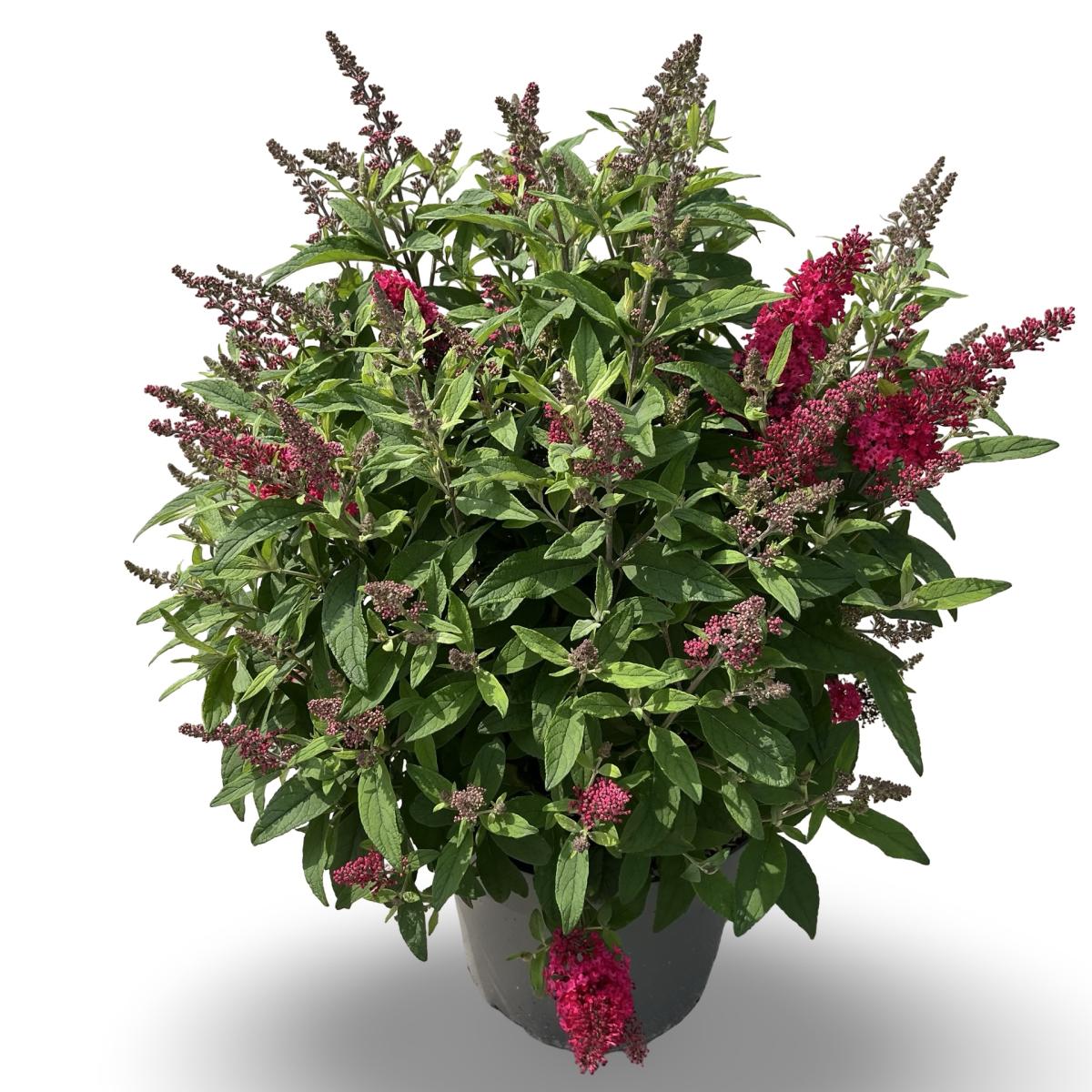 Buddleja d. B. Candy Little Ruby