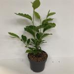 Magnolia soulangeana
