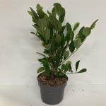 Magnolia stellata