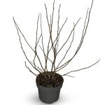 Magnolia stellata